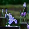 生け花風に