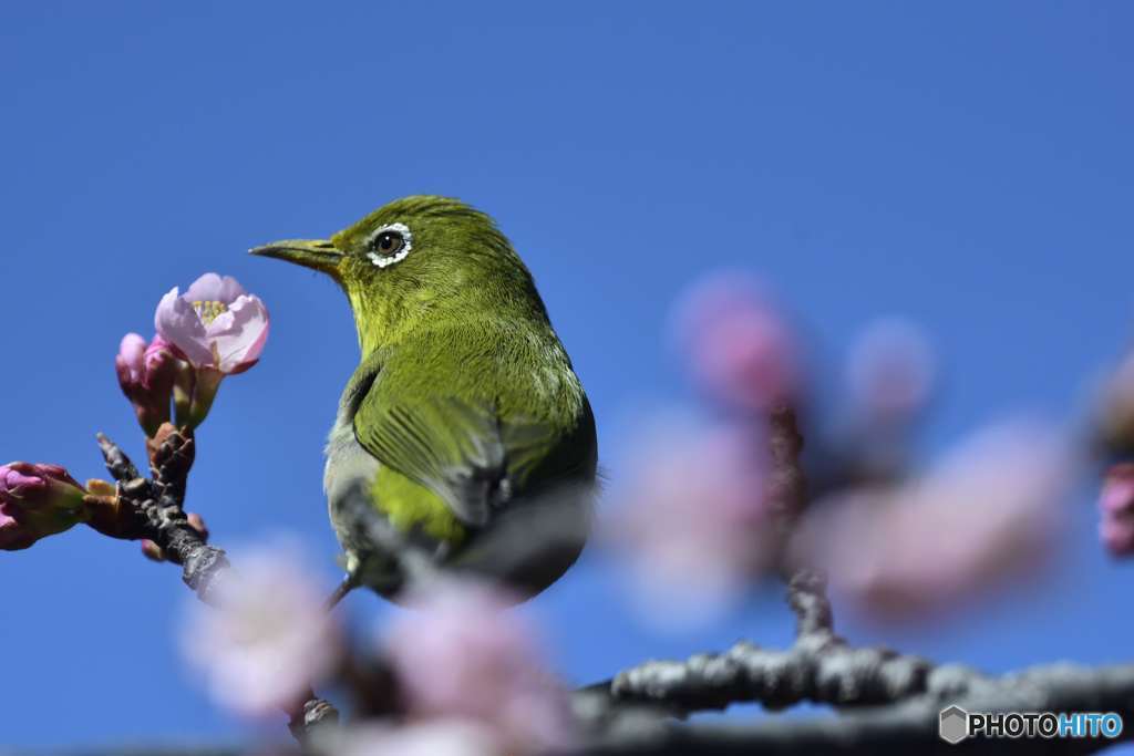 春の香りだね！