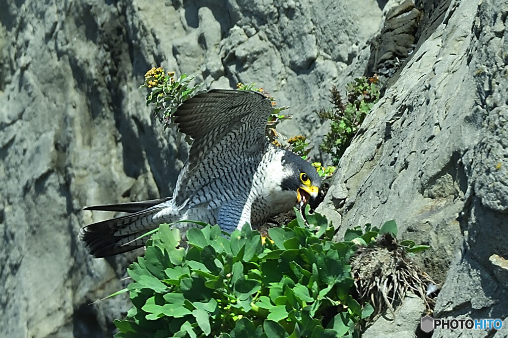 獲物の羽根が舞う岸壁