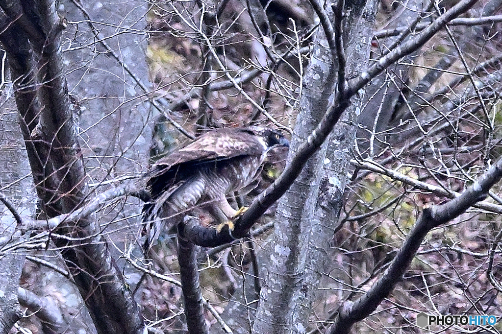 熊鷹の枝どまり