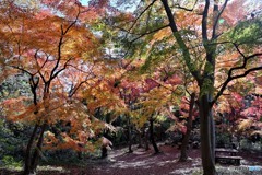 旬なモミジの散策路Ⅱ