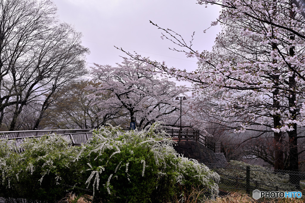 雨の城址公園Ⅵ
