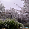雨の城址公園Ⅵ