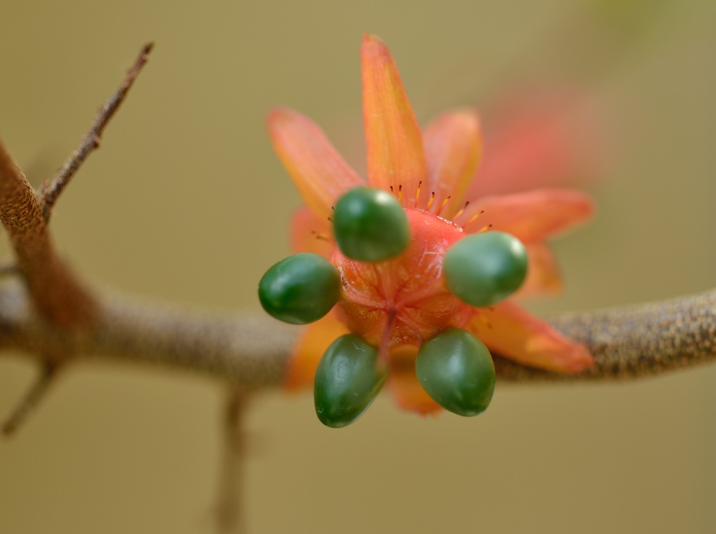 ミッキーマウス！