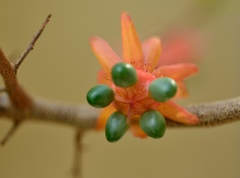 ミッキーマウス！