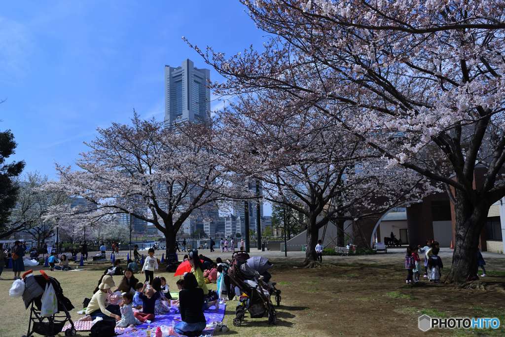 眩しいお花見