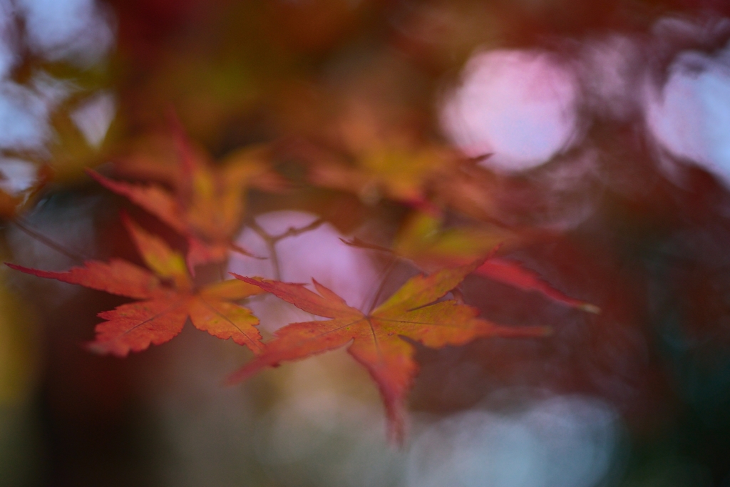 ”もみじ夢紅葉”