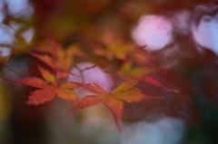 ”もみじ夢紅葉”