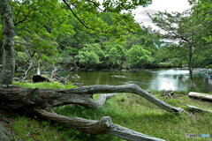 倒木と時の流れ