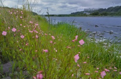 ”川岸にも春”