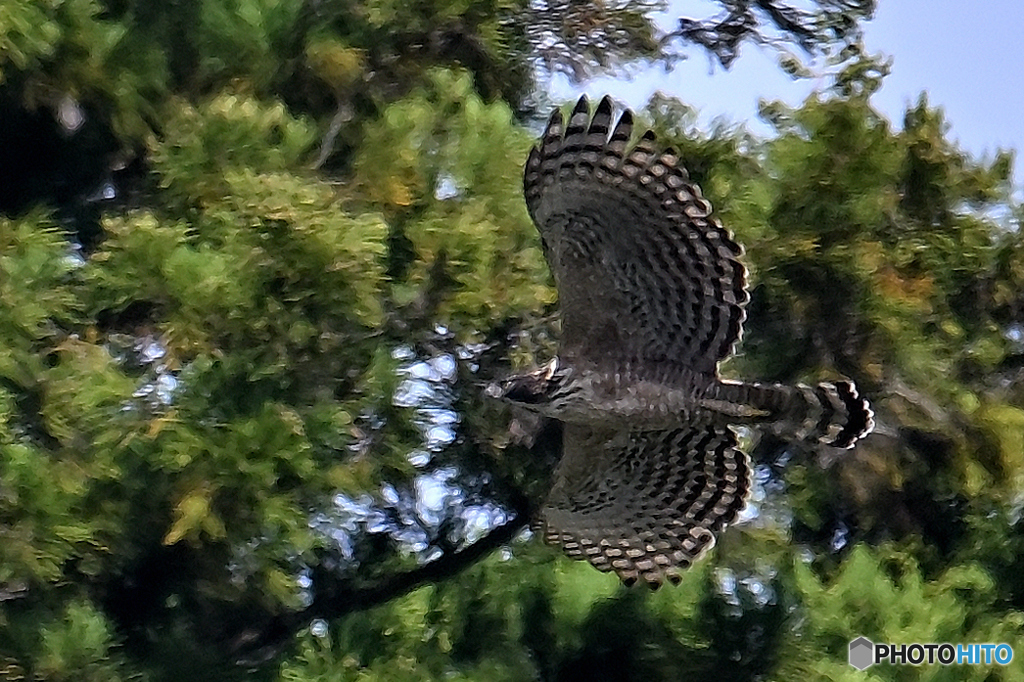 捕獲へ針葉樹林を滑空