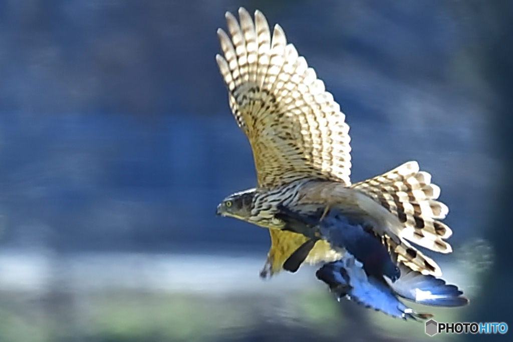 鷹狩。。鳩の尾を掴む