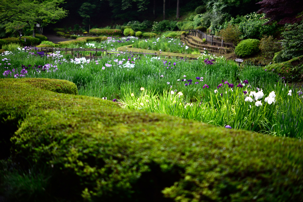 誰もいない菖蒲園