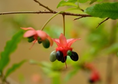 ミッキーマウス（2）