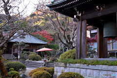 晩秋の鎌倉海蔵寺Ⅱ
