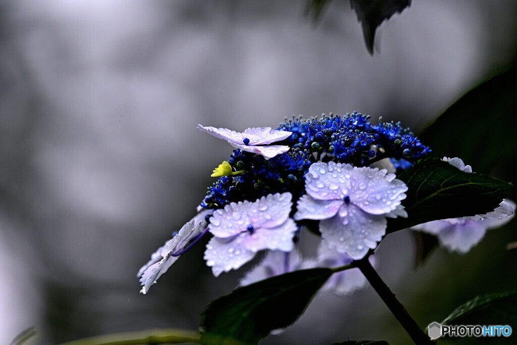 梅雨の花潤う