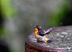 水浴するキビ雄