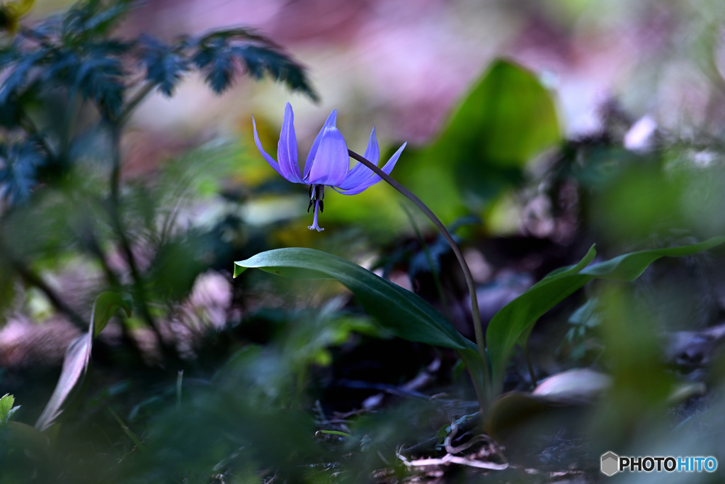 野に咲く花の妖精