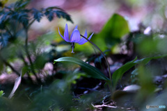 野に咲く花の妖精