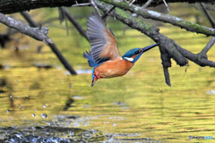 黄金水から飛び出す