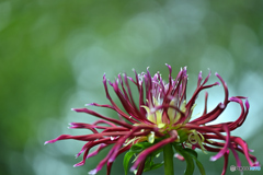 夏の暑さにも負けず