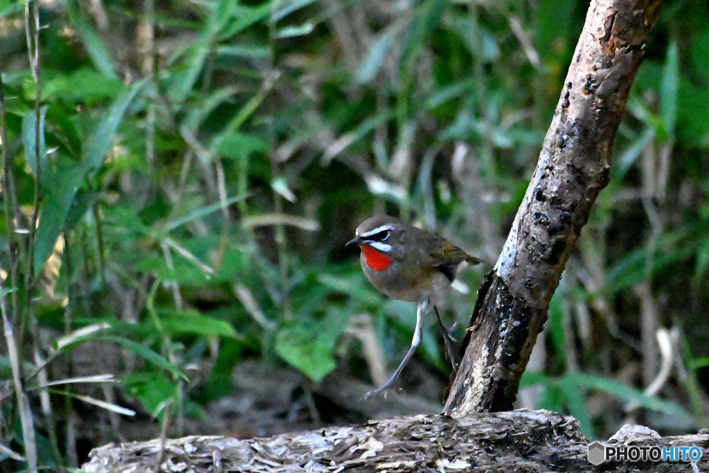 足長ノゴマの散策