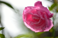 ”快活な薔薇”