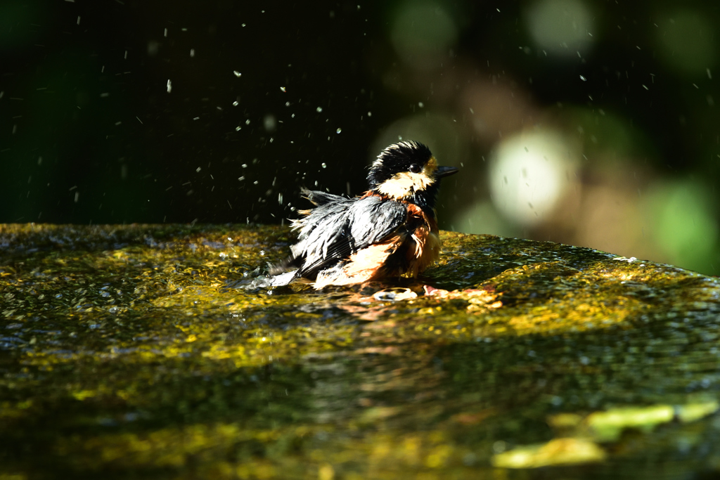 茶目っ気