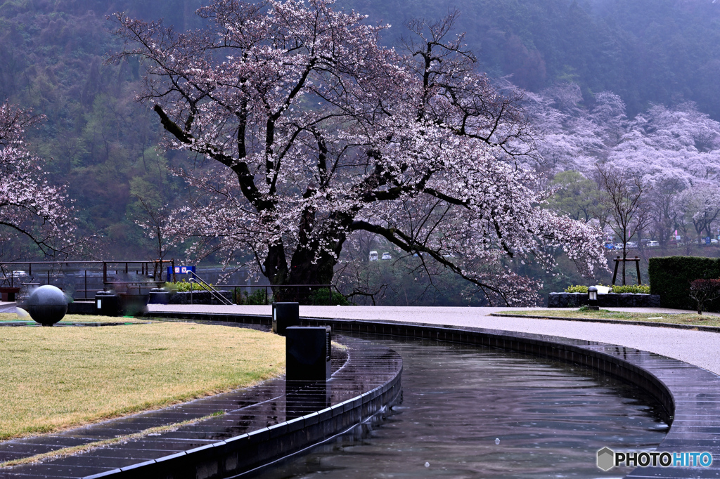 水の苑池の染井吉野桜