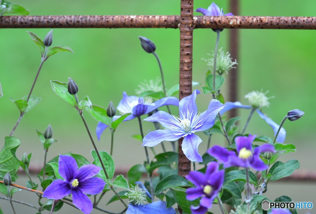 生け花（錆）