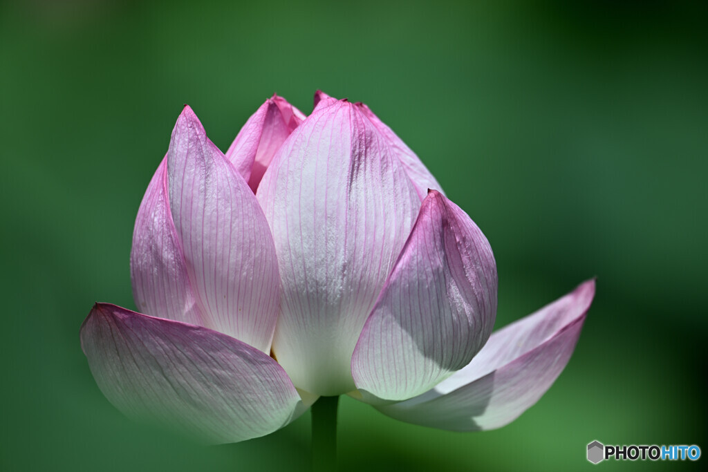 清らな花びら