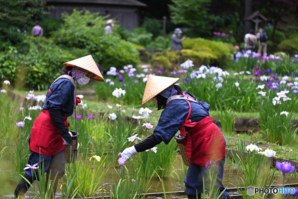 花を摘む菖蒲娘