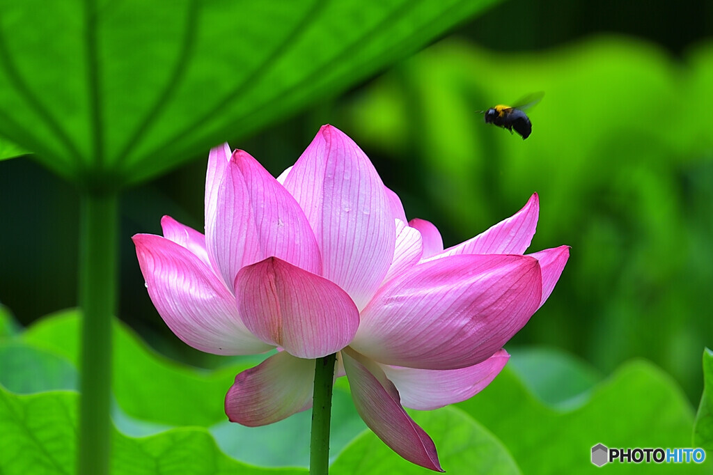 ブンブンブン蜂が飛ぶ