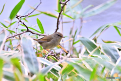 池淵の笹にウグイス