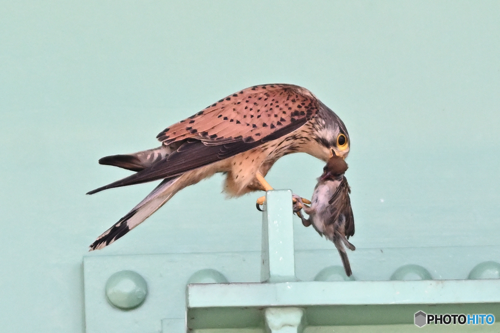 エェ~~雀も捕獲するんだ