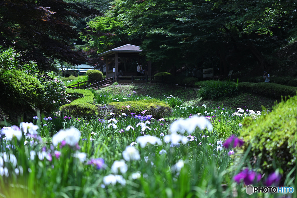 眩しい菖蒲園