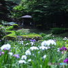 眩しい菖蒲園