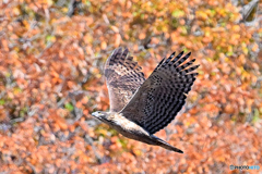 紅葉を愛でむ熊鷹