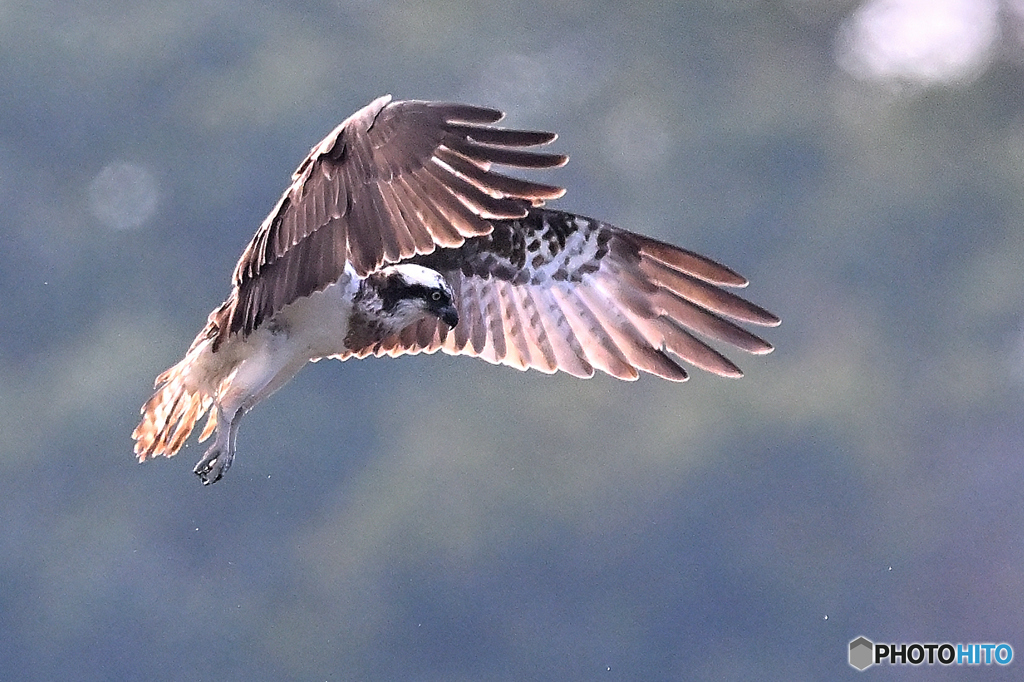 ミサゴホバルⅡ