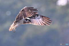 ミサゴホバルⅡ