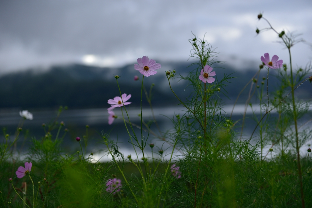 秋桜と富士山？