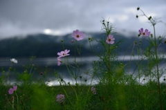 秋桜と富士山？