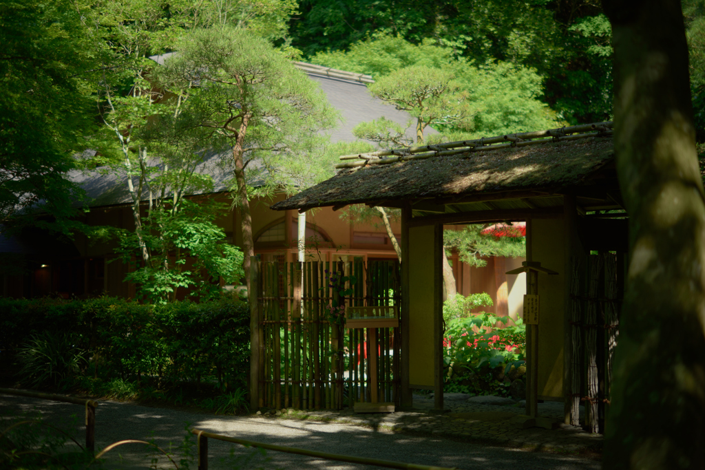 木陰