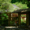 木陰