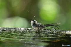 酷暑に水浴がいい！