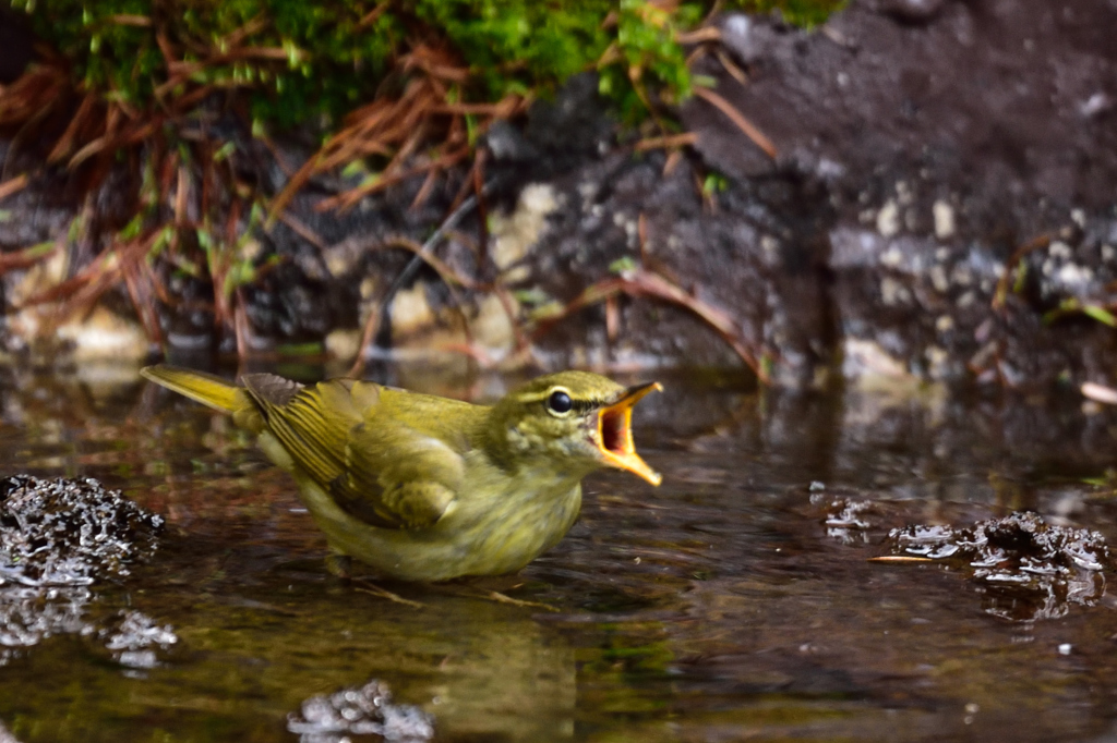 恋歌も！　”富士野鳥”