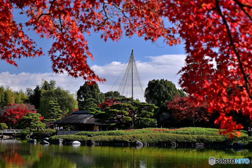 日本庭園のもみじ
