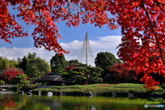 日本庭園のもみじ