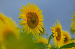 ”蟻と向日葵”