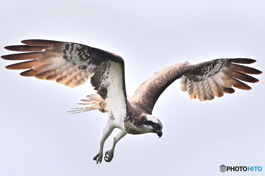ホバ後 魚へまっしぐら